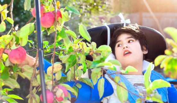 A young boy in a wheelchair reaches for peaches hanging from a tree